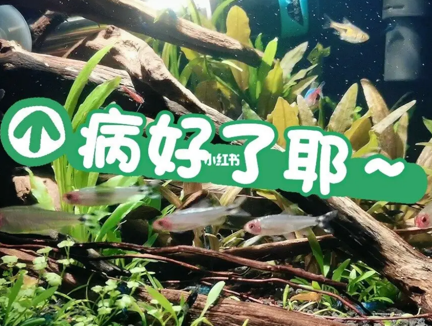 网上算卦
